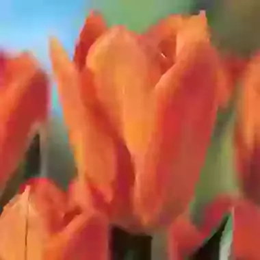 Orange Emperor
